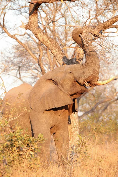 Elefantes Africanos Safari Reserva Caça Sul Africana — Fotografia de Stock