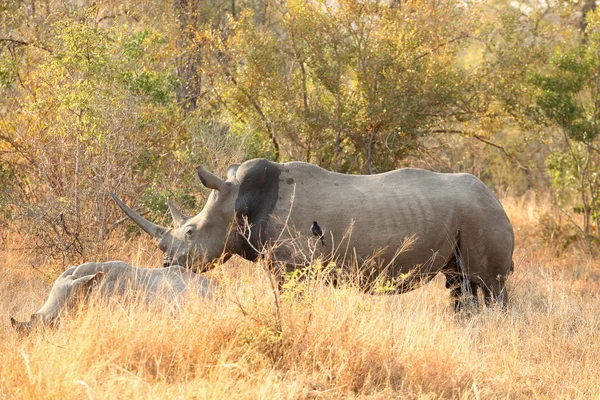 Fehér Rhino Afrikai Szafari Egy Dél Afrikai Game Reserve — Stock Fotó