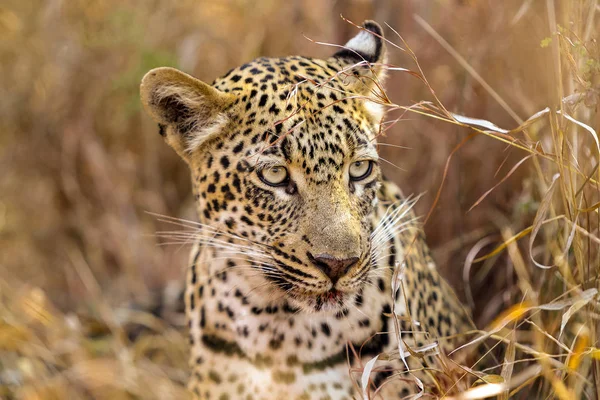 Afrikai Leopárd Fűben Egy Dél Afrikai Játék Tartalék Szafari — Stock Fotó