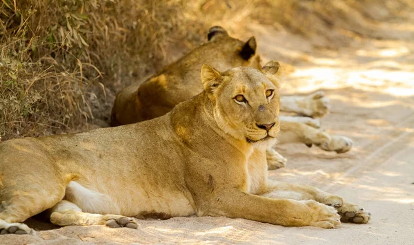 Orgullo Leones Africanos Safari Una Reserva Caza —  Fotos de Stock
