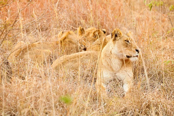 Крупним Планом Жіночі Африканський Лев Ховається Довгій Траві — стокове фото