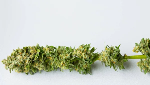 Detailní Záběr Makro Čerstvě Sklizeného Konopí Lékařské Marihuany Bílém Pozadí — Stock fotografie
