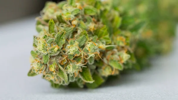 Detailní Záběr Makro Čerstvě Sklizeného Konopí Lékařské Marihuany Bílém Pozadí — Stock fotografie