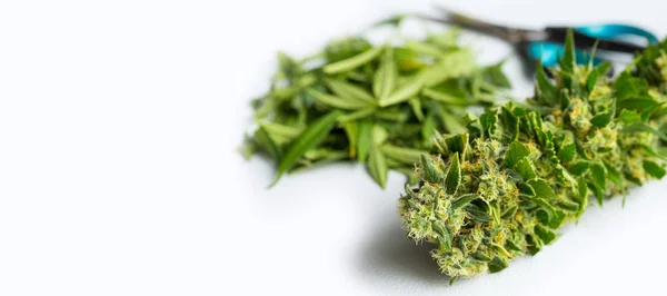 Beyaz Bir Arka Plan Üzerinde Taze Hasat Esrar Tıbbi Marihuana — Stok fotoğraf