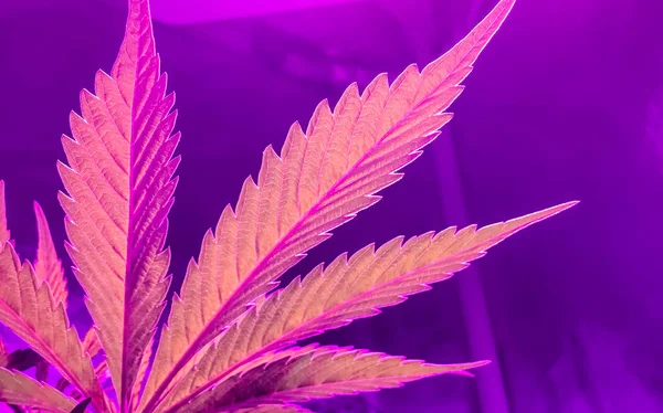 Weiche Nahaufnahme Von Indoor Cannabis Das Rosa Und Lila Blätter — Stockfoto