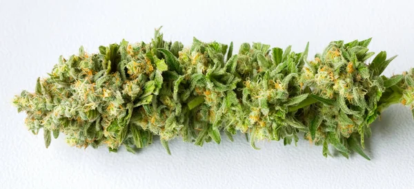 Primer Plano Macro Marihuana Medicinal Recién Cosechada Sobre Fondo Blanco — Foto de Stock