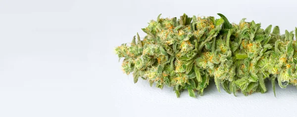 Beyaz Bir Arka Plan Üzerinde Taze Hasat Tıbbi Marihuana Makro — Stok fotoğraf