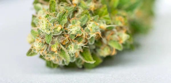 Nahaufnahme Von Frisch Geerntetem Medizinischem Marihuana Auf Weißem Hintergrund — Stockfoto