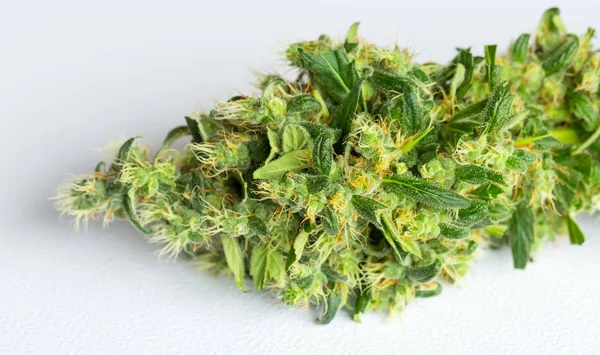 Gros Plan Macro Marijuana Médicale Fraîchement Récoltée Sur Fond Blanc — Photo