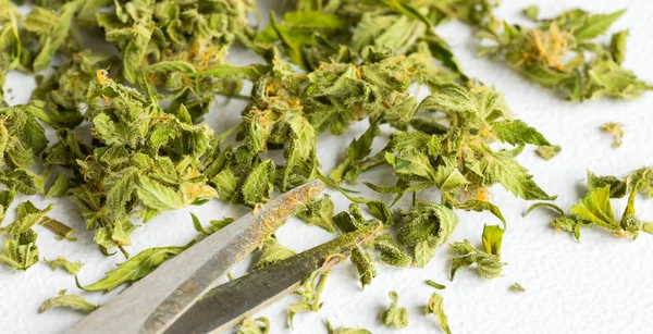 Clipped fresh Cannabis Medical Marijuana leaves against a white background