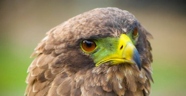 Makro bir yeşil ve sarı gagası ile kahverengi bir kartal kapatın