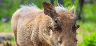 Güney Afrikalı bir oyun yedek vahşi Afrika yaban domuzu, yakın çekim
