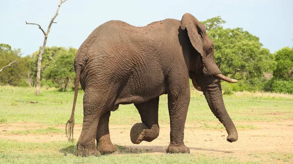 Африканський Слон Сафарі Південно Африканської Буш Мару Заповідника — стокове фото