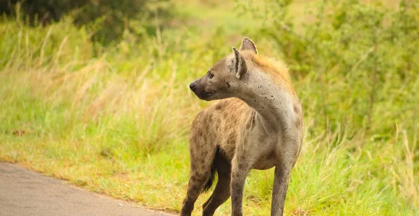 African Spotted Hyena Safari Sul Africano Uma Reserva Caça — Fotografia de Stock