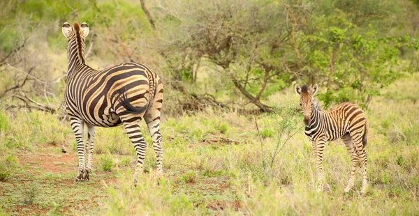 アフリカ ゼブラ母とふくらはぎが南アフリカ共和国の動物保護区でサファリに撮影 — ストック写真