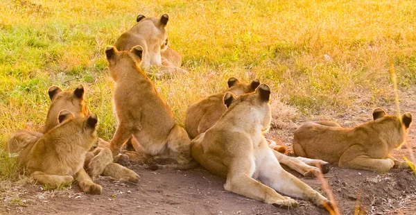 A pride of African Lions relaxing in the grass in a South African wildlife game reserve, female lioness and cubs