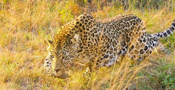 Close Leopardo Africano Gato Selvagem Camuflado Andando Grama Uma Reserva — Fotografia de Stock