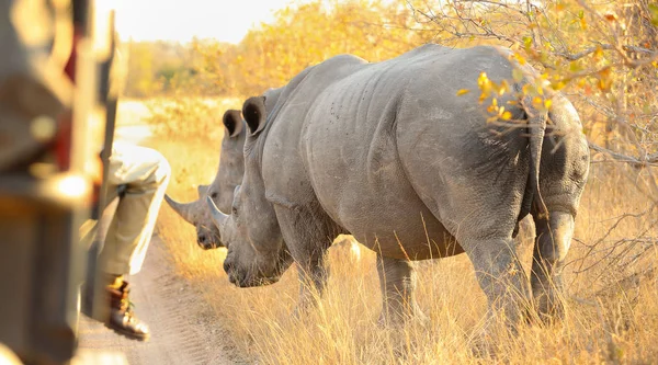 Vista Perto Rinoceronte Branco Africano Perto Veículo Safári — Fotografia de Stock