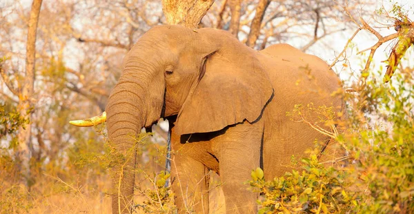 Elefante Africano Safari Uma Reserva Caça Arbusto Sul Africano — Fotografia de Stock