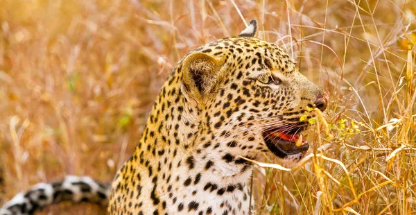 Close Leopardo Africano Gato Selvagem Camuflado Sentado Grama Uma Reserva — Fotografia de Stock