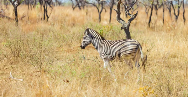 Auf Safari Einem Südafrikanischen Wildreservat Fotografiert — Stockfoto