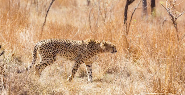 Африканский Гепард Сафари Южноафриканском Заповеднике — стоковое фото