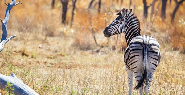 Afrikanisches Zebra Auf Safari Einem Südafrikanischen Wildreservat — Stockfoto