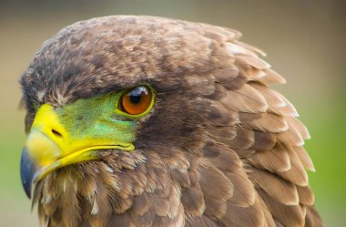 Makro bir yeşil ve sarı gagası ile kahverengi bir kartal kapatın