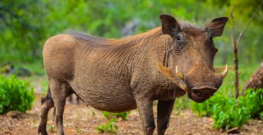 Güney Afrikalı bir oyun yedek vahşi Afrika yaban domuzu, yakın çekim