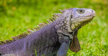 Bir Iguana, zararsız sürüngen, bir kertenkele seçici odak yakın çekim