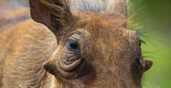 Närbild Vilda Afrikanska Warthog Sydafrikansk Game Reserve — Stockfoto
