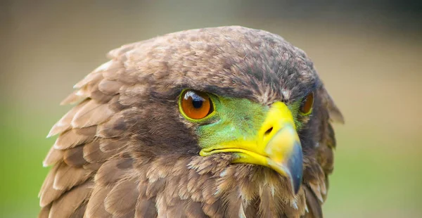 Close Macro Brown Eagle Green Yellow Beak — Stock Photo, Image