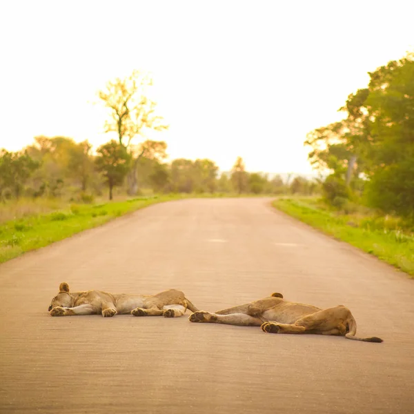 Leones Africanos Que Yacen Camino Safari Una Reserva Caza Sudafricana —  Fotos de Stock