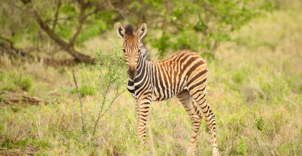 Afrikai Zebra Borjú Fényképezett Egy Dél Afrikai Játék Tartalék Szafari — Stock Fotó