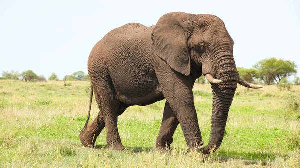 African Elephant on Safari in a South African bush game reserve