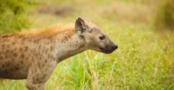 African Spotted Hyena Safari Sul Africano Uma Reserva Caça — Fotografia de Stock