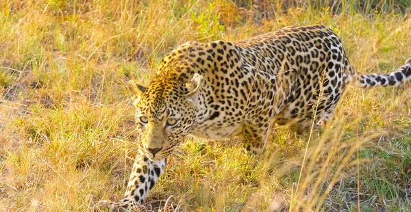 Gato Selvagem Camuflado Deitado Grama Caçar Presas Savannah Conservação Animais — Fotografia de Stock