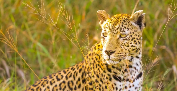 Kamouflerade Vild Katt Liggande Gräset Jakt Byte Savannen Bevarande Utrotningshotade — Stockfoto