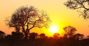 Günbatımı Güney Afrika bush, dramatik kızıl gökyüzü kontrast ağaçlarıyla