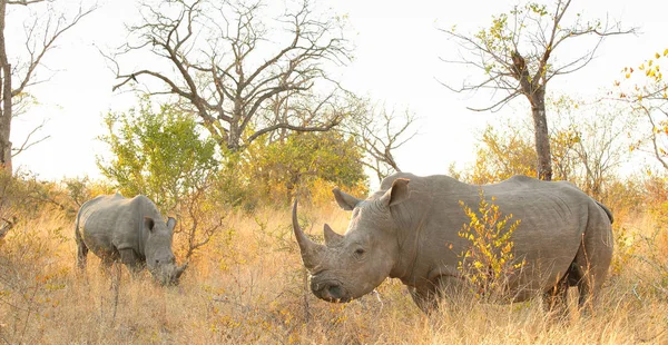 关闭在南非游戏保护区的大型非洲白犀牛的看法 — 图库照片