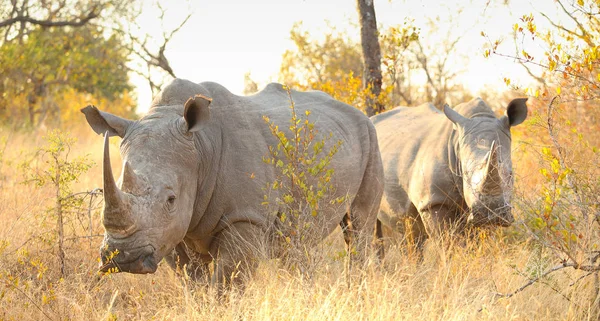 Zbliżenie Dwóch Afrykańskich Białe Nosorożce — Zdjęcie stockowe