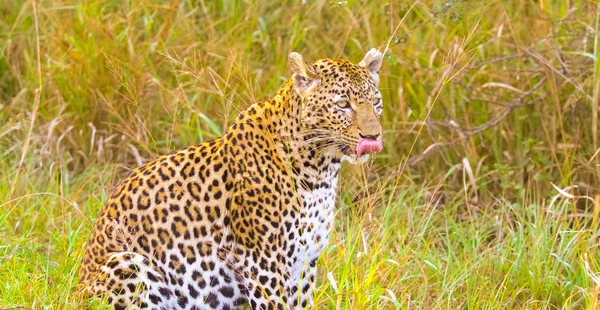 Close Leopardo Africano Gato Selvagem Camuflado Andando Grama Uma Reserva — Fotografia de Stock