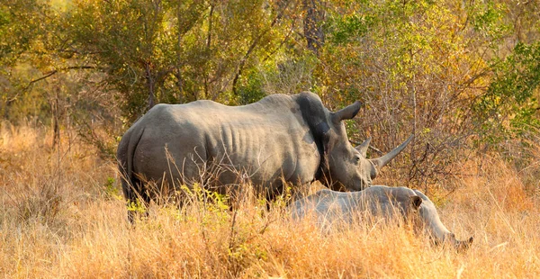 Zár Megjelöl Kilátás Egy Lövés Afrikai Fehér Rhino Egy Dél — Stock Fotó