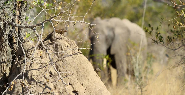 Éléphant Afrique Derrière Termite Sur Safari Dans Une Réserve Chasse — Photo
