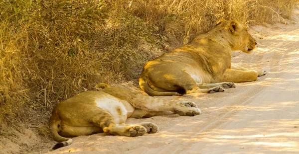 Ein Stolz Afrikanischer Löwen Auf Safari Einem Südafrikanischen Wildpark — Stockfoto