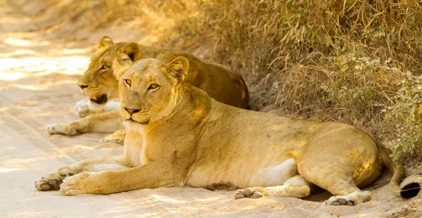 Orgulho Leões Africanos Deitado Uma Estrada Terra Uma Reserva Caça — Fotografia de Stock