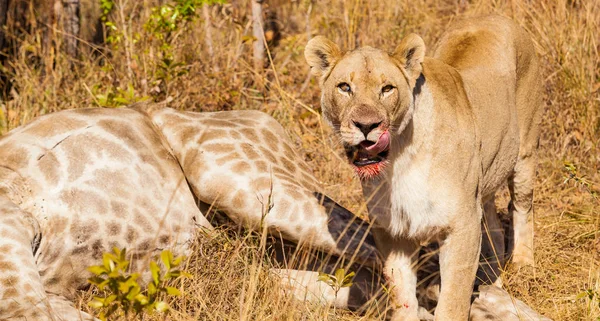 African Lion Eating Giraffe Safari South African Game Reserve — Stock Photo, Image