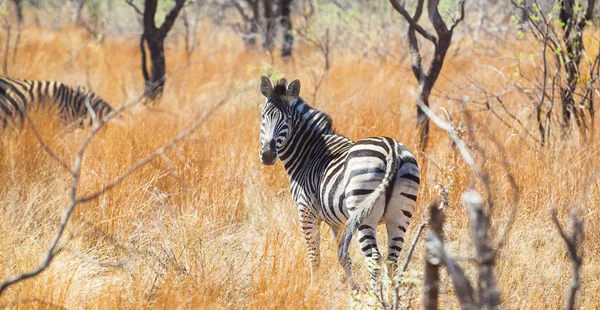 Auf Safari Einem Südafrikanischen Wildreservat Fotografiert — Stockfoto