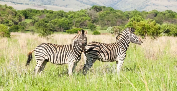 Afrikanisches Zebra Auf Safari Einem Südafrikanischen Wildreservat — Stockfoto