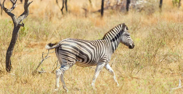 Fotografiado Safari Una Reserva Caza Sudafricana — Foto de Stock